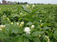 茉莉花秋冬浇水