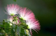 合欢花美吗？如何盆栽种植合欢