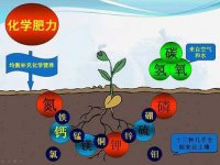 你知道植物所需营养元素之间也会“打架”吗？