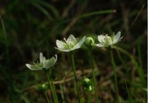 梅花草是什么：虎耳草科多年生草本植物，但与梅花并不是近亲关系