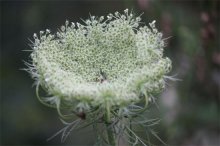 白芷种植技术，三个步骤手把手教你种植