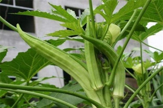 秋葵的栽培方法，种子浸泡处理播种发芽