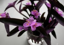 紫鸭跖草的养护方法：喜温暖、湿润，忌阳光暴晒