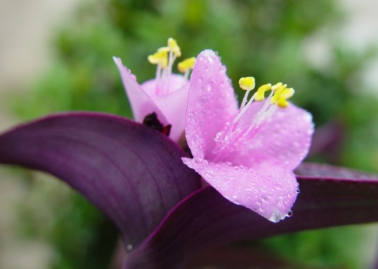 紫鸭跖草的养护方法