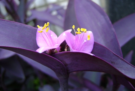 紫鸭跖草  
