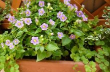 紫芳草的养殖方法：需要保持土壤湿度和充足阳光