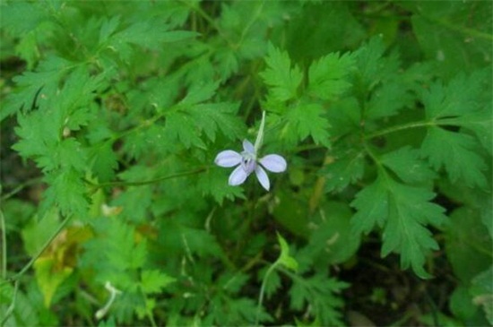 还亮草什么时候开花，花期大概在3～5月