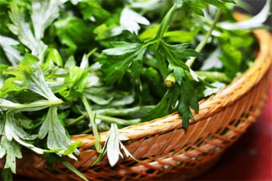 艾草作用是什么，驱蚊/绿化/抗菌/驱寒