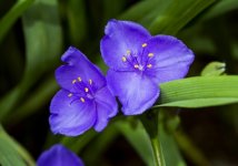 紫露草的日常管理方法：从四个方面讲述紫露草的日常管理