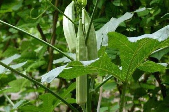 秋葵种植技术要领，春季种子催芽播种