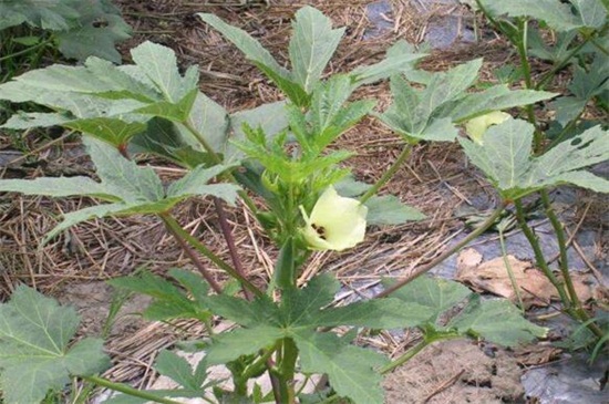 秋葵种植技术要领，春季种子催芽播种