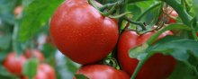 西红柿长虫子打什么药