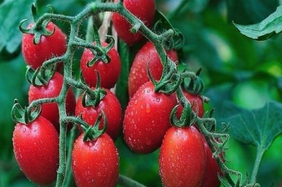 小西红柿栽培方法