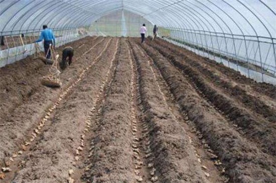 生姜种植方法技术，大棚内整地松土后控温养护