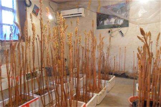 天麻的种植技术