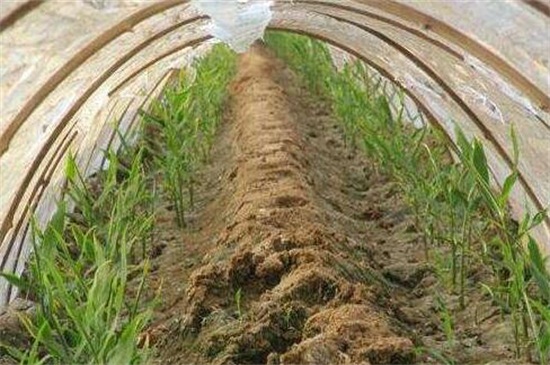 生姜怎样种植才高产，基肥充足修剪打顶养护