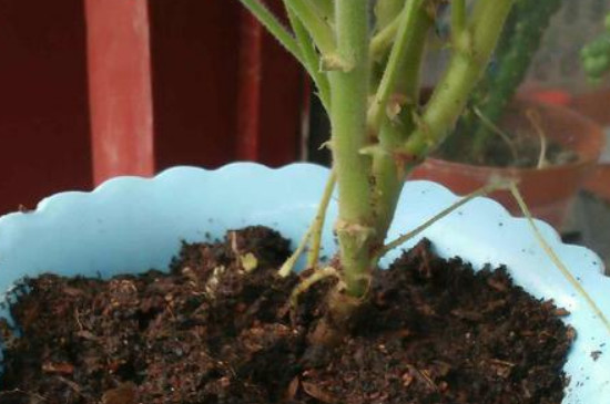 驱蚊草的种植和扦插方法