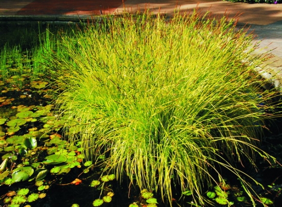 灯心草