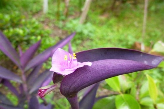 紫鸭跖草的养殖方法