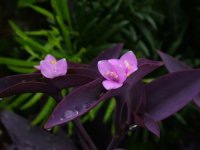 紫鸭跖草有何特性，怎样栽培