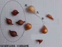 酢浆草提前发芽怎么办：球体较大的情况下可等到秋季再种