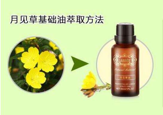月见草的功效与作用:祛风湿强筋骨
