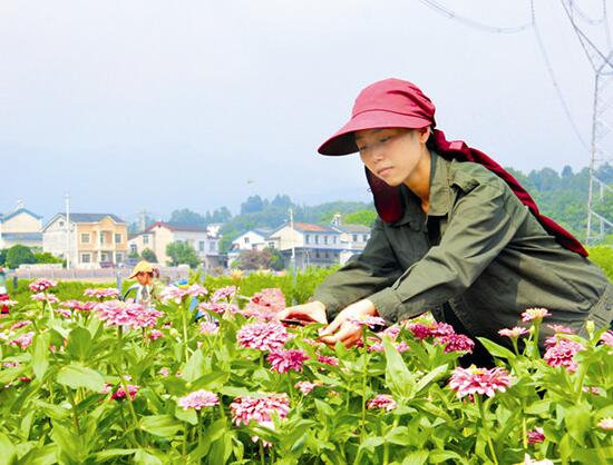 百日草生长期养护要点，百日草一年四季的养护方法