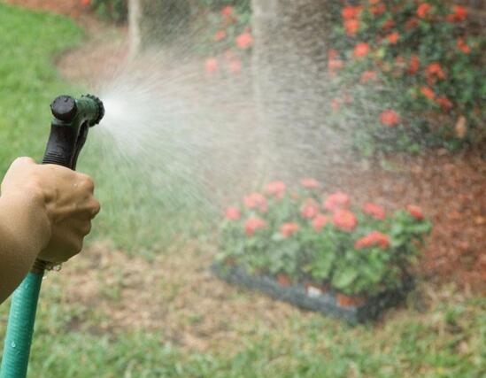 百日草生长期养护要点，百日草一年四季的养护方法