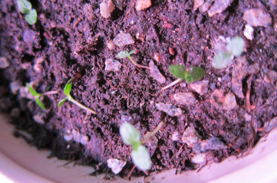 薰衣草种子怎么种植
