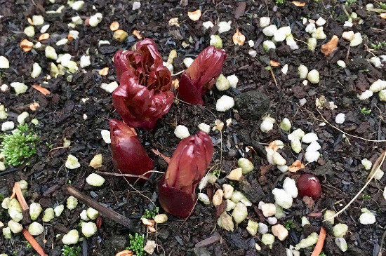 芍药块根种多久可以破土发芽