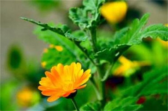 瓜叶菊开花后怎么修剪，4个步骤整枝修剪瓜叶菊
