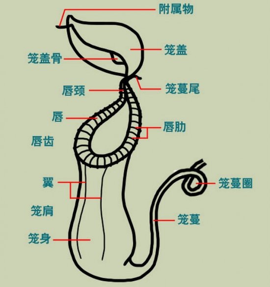 猪笼草的介绍