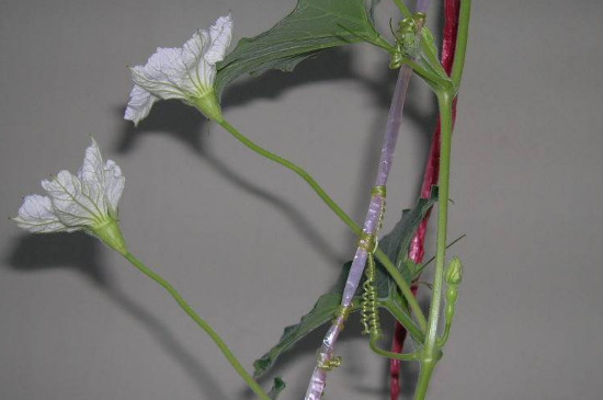 葫芦开花期间要注意什么