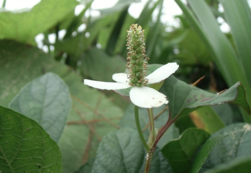 鱼腥草欣赏图