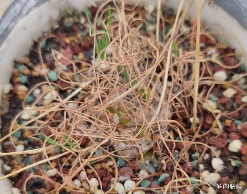 弹簧草苏醒