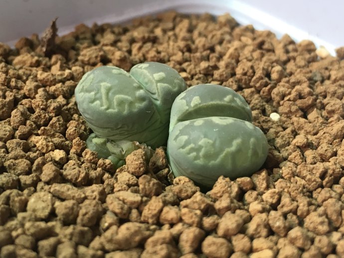 各种情况下浇水后的生石花