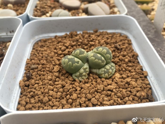 各种情况下浇水后的生石花