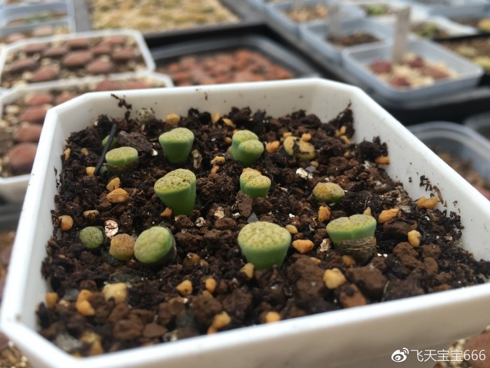 各种情况下浇水后的生石花