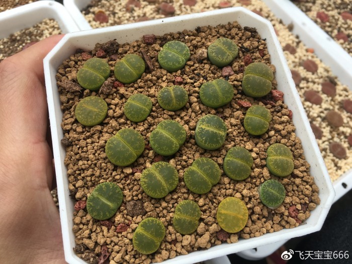 各种情况下浇水后的生石花