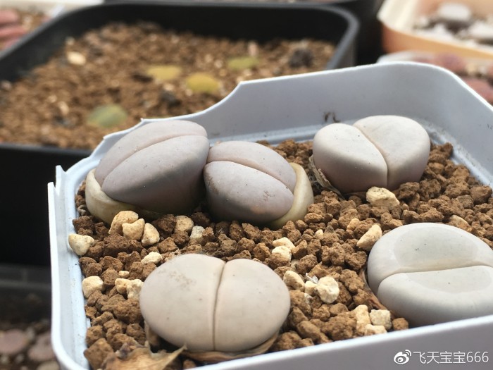 各种情况下浇水后的生石花