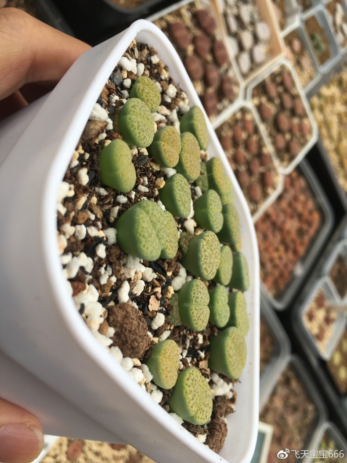 各种情况下浇水后的生石花