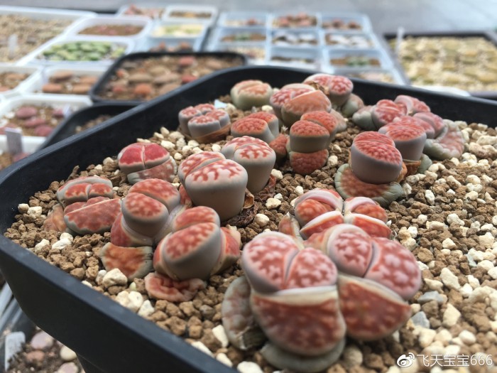 各种情况下浇水后的生石花