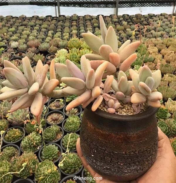 香蕉美人（梦美人，Pachyphytum werdermannii）