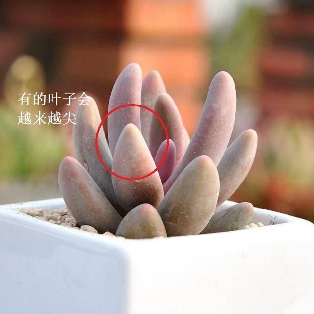 红手指 /><br /><img  src=