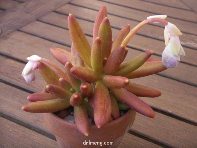 香肠（维莱德，Pachyphytum viride）