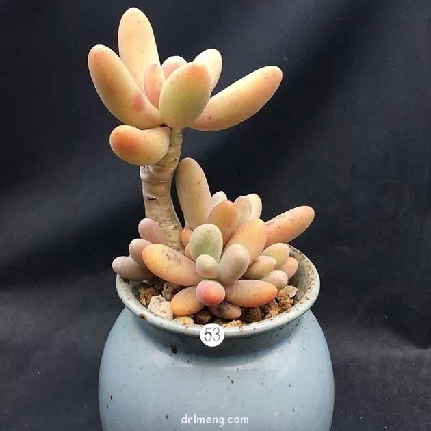 糖美人（Pachyphytum Captain Jessop）