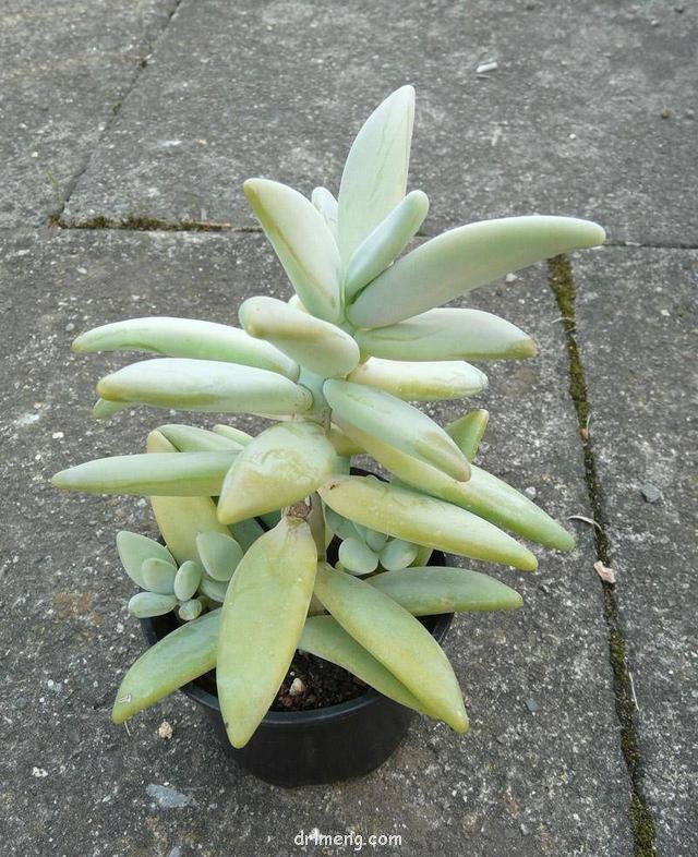 香蕉美人（梦美人，Pachyphytum werdermannii）