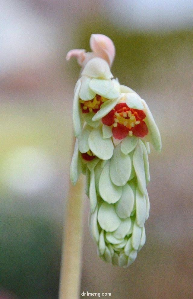 香肠（维莱德，Pachyphytum viride）