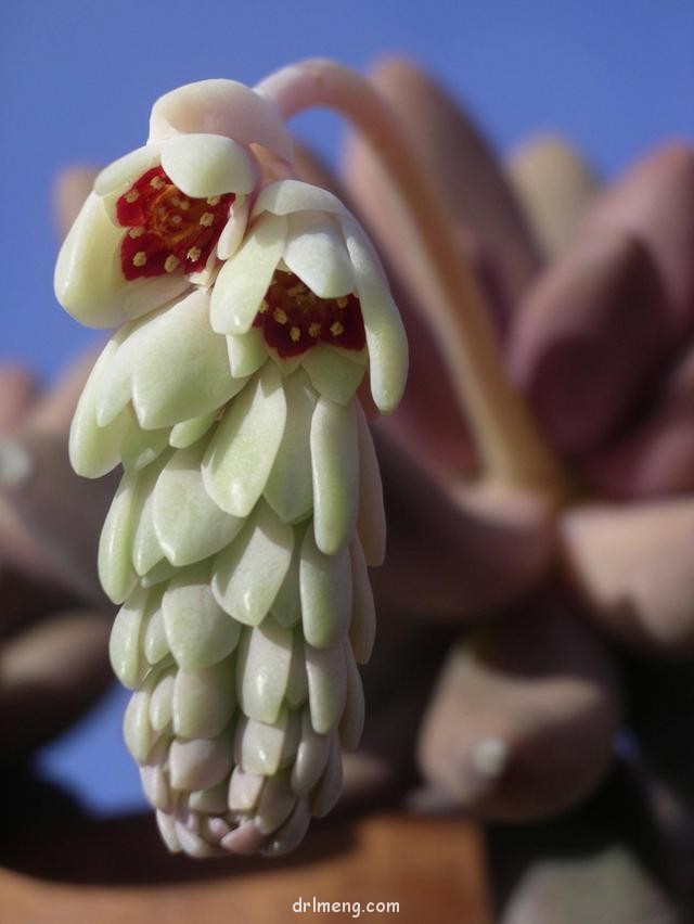 糖美人（Pachyphytum Captain Jessop）