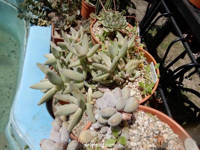 香蕉美人（梦美人，Pachyphytum werdermannii）